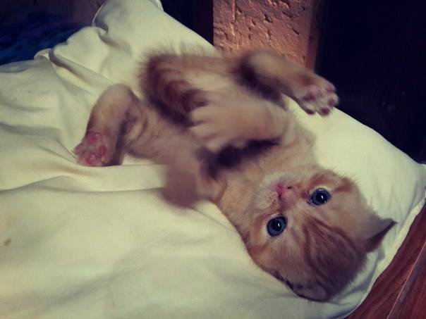 Шотландские вислоухие котята, фотография 2