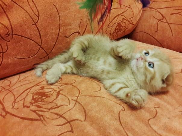 Шотландские вислоухие котята, фотография 3