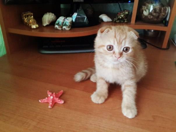Шотландские вислоухие котята, фотография 4