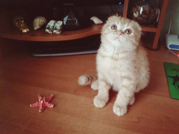 Шотландские вислоухие котята, фотография 5