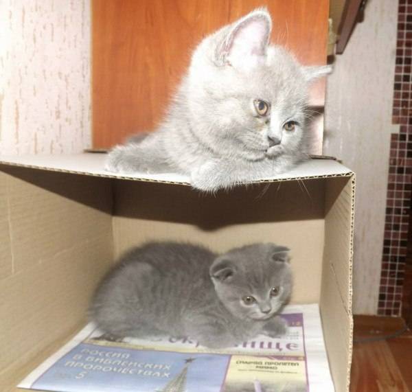 Продам 2-ух шотландских котят, фотография 2