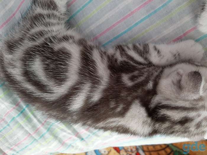 Шотландские котята, фотография 2