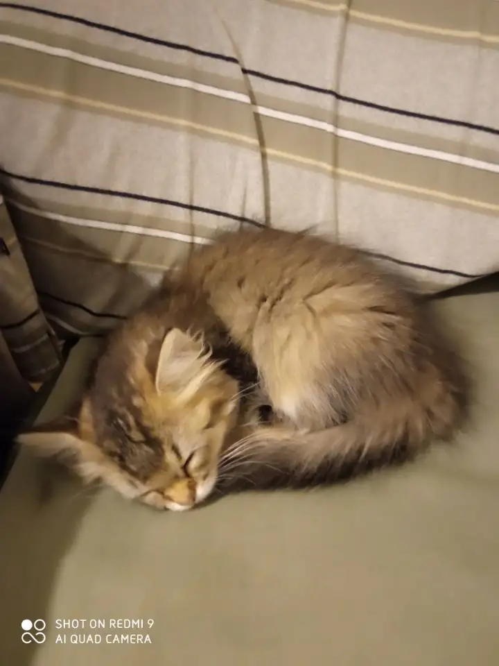 Нежный котенок Лёва ищет дом!, фотография 7