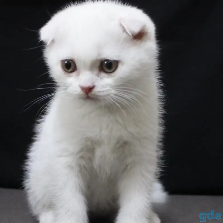 Шотландские котята, фотография 1