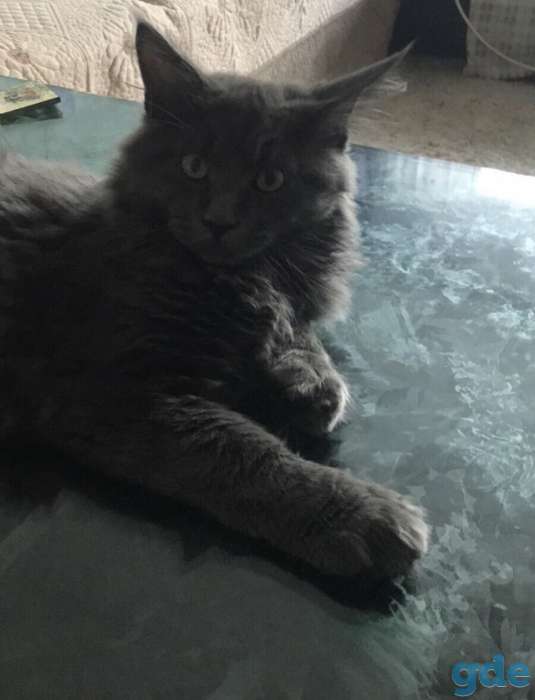 Котята, фотография 4