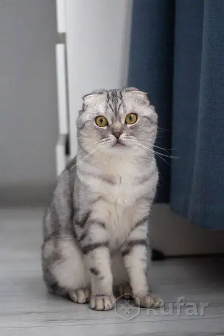 Шотландские котята, фотография 9