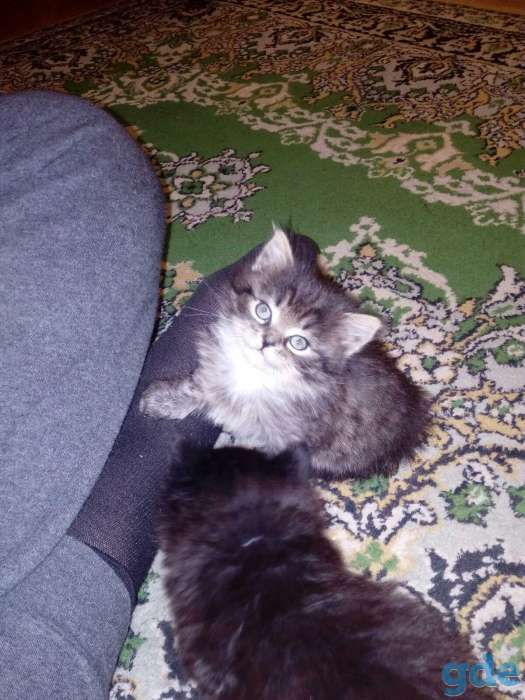 Котята, фотография 3