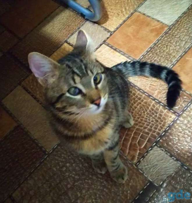 Котик в добрые руки, фотография 5