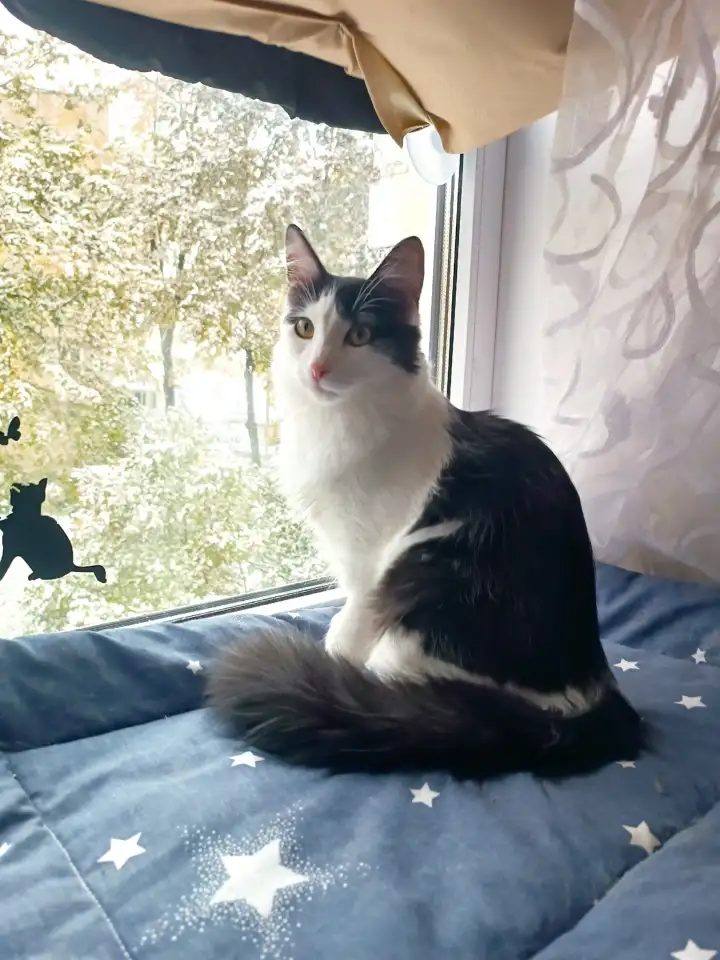 Кот СЕНЯ ищет дом, фотография 6
