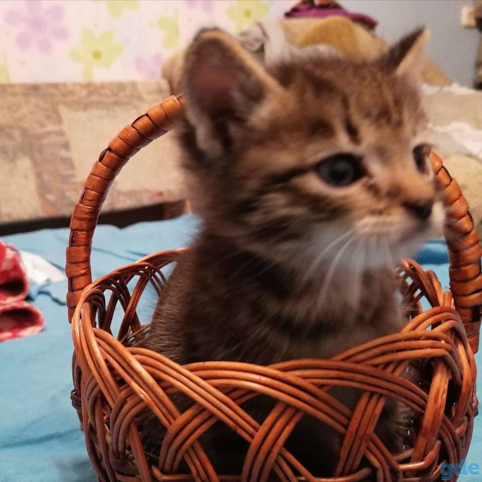 Котята ищут дом, фотография 2