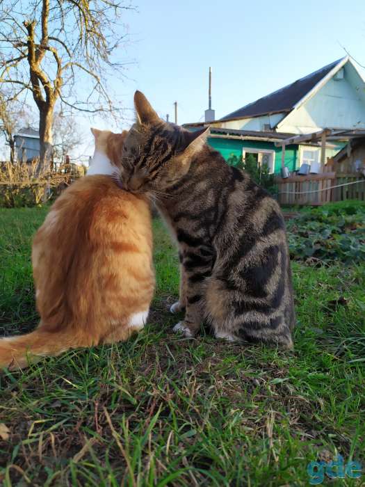 Котята в дар, фотография 3