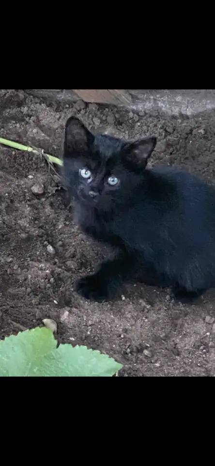 Котята, фотография 2