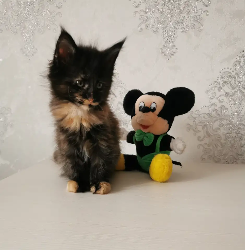 Котятa Мейн Куны из серцифицированного питомника, фотография 3