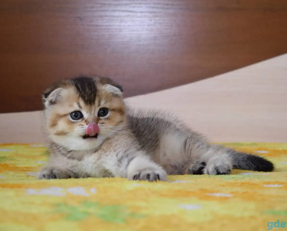 ЗОЛОТАЯ ШИНШИЛЛА шотландские котята, фотография 4