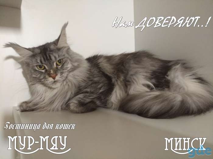 Передержка котов в Минске, фотография 4