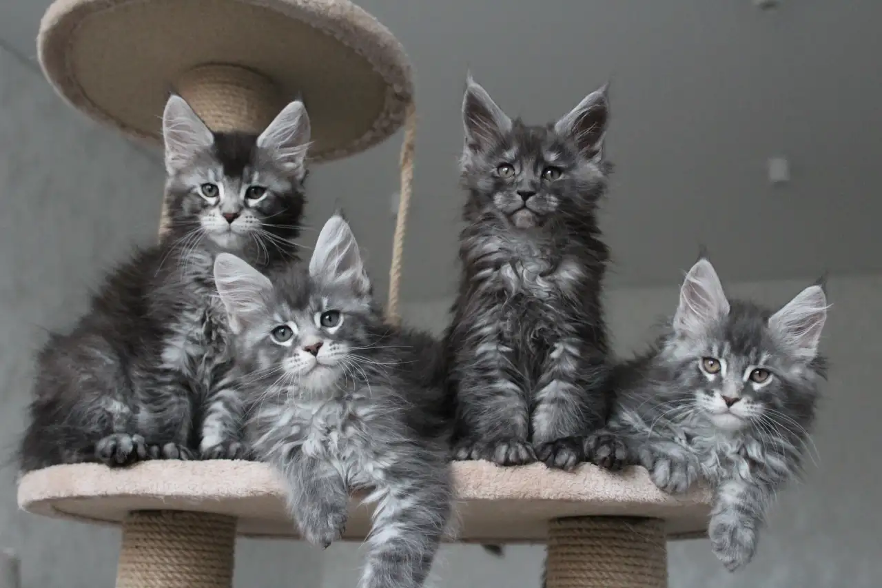 Котята мейн кун!, фотография 4