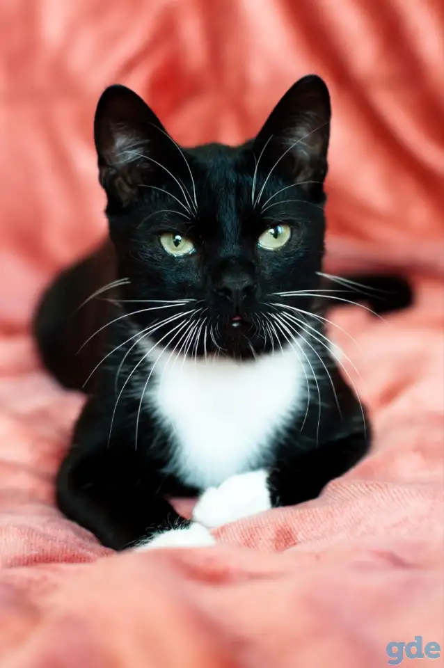 Котик в дар, фотография 2