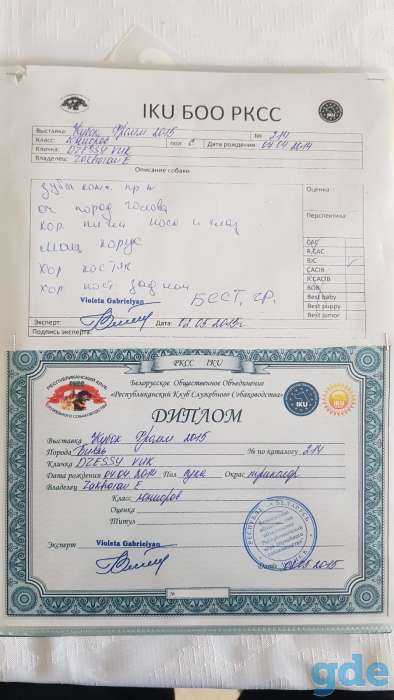 Продаются чистокровные щенки бигля!, фотография 13