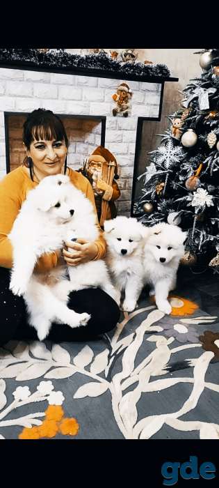 Самоедская лайка, фотография 1