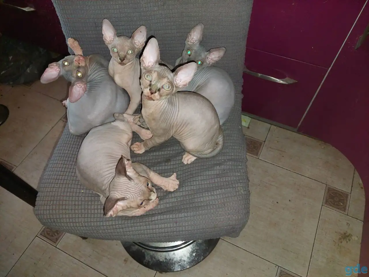 Продаются котята, фотография 1