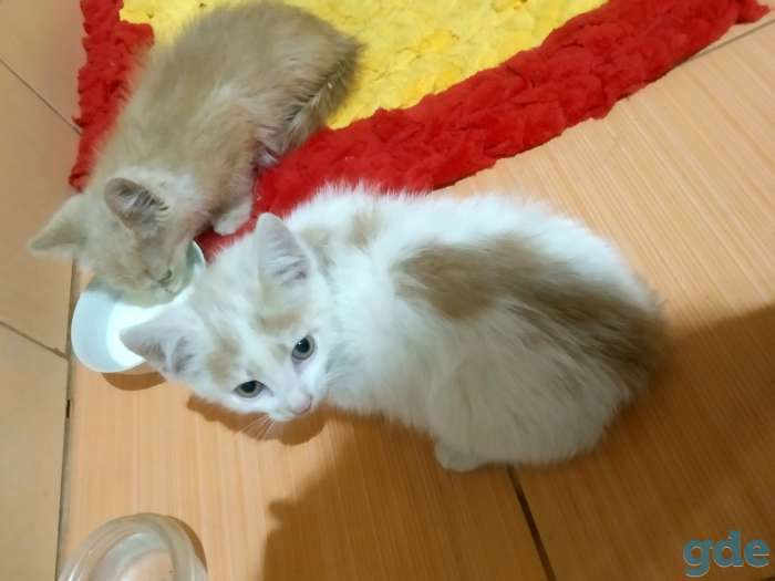 Котята, фотография 3