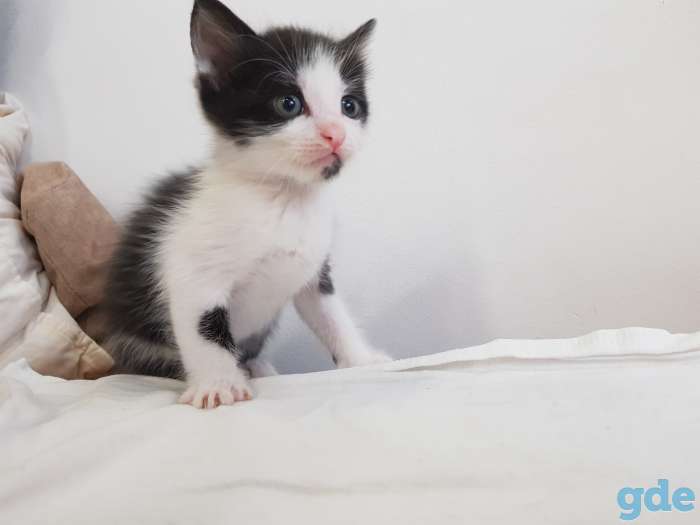 Котята в хорошие руки, фотография 5