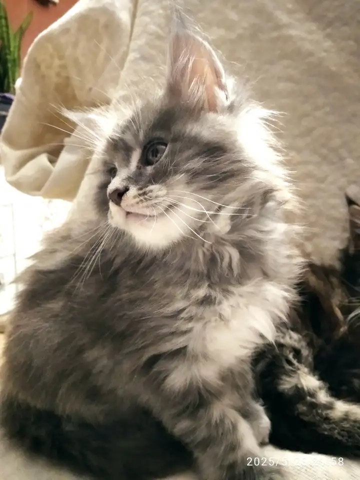 Продаются котята, фотография 8