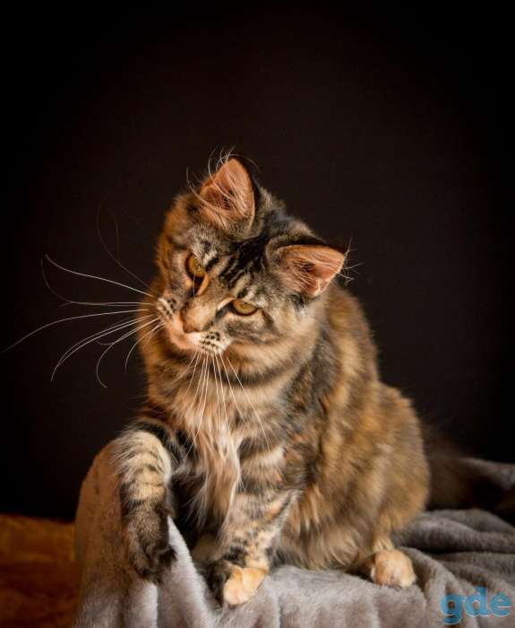 Котёнок мейн кун, фотография 3
