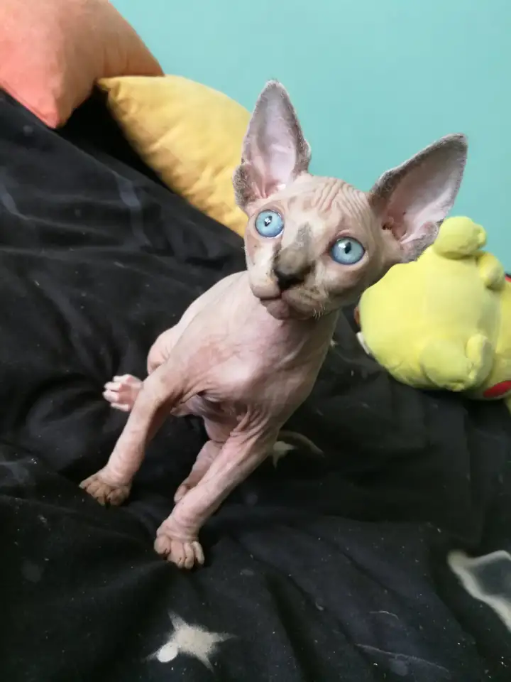 Котята девочки Канадский сфинкс, фотография 1