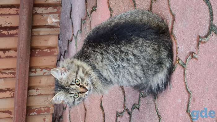 Милые котики ищут дом, 4 месяца, фотография 2