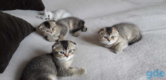 Шотландские котята, фотография 4