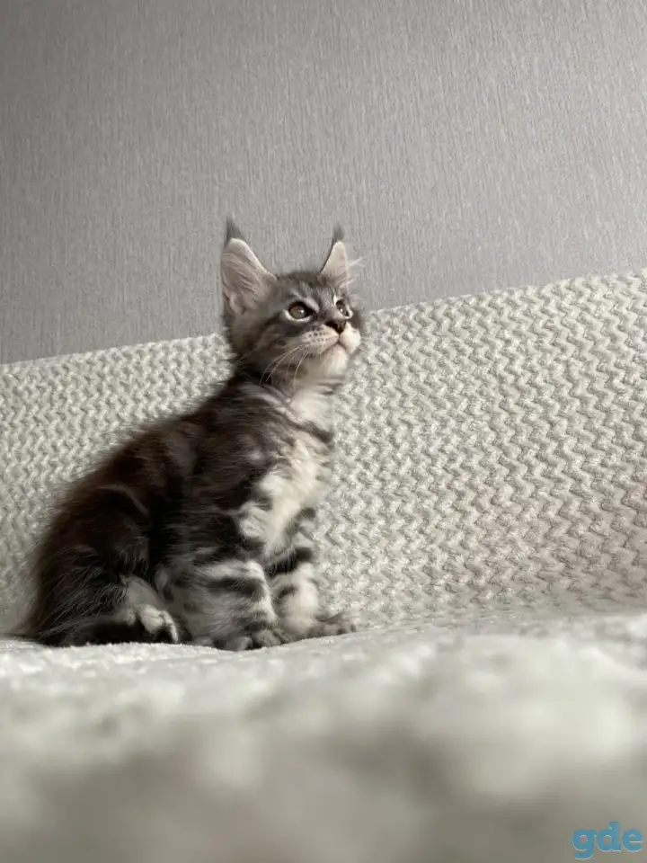 Котенок мейн кун, фотография 6
