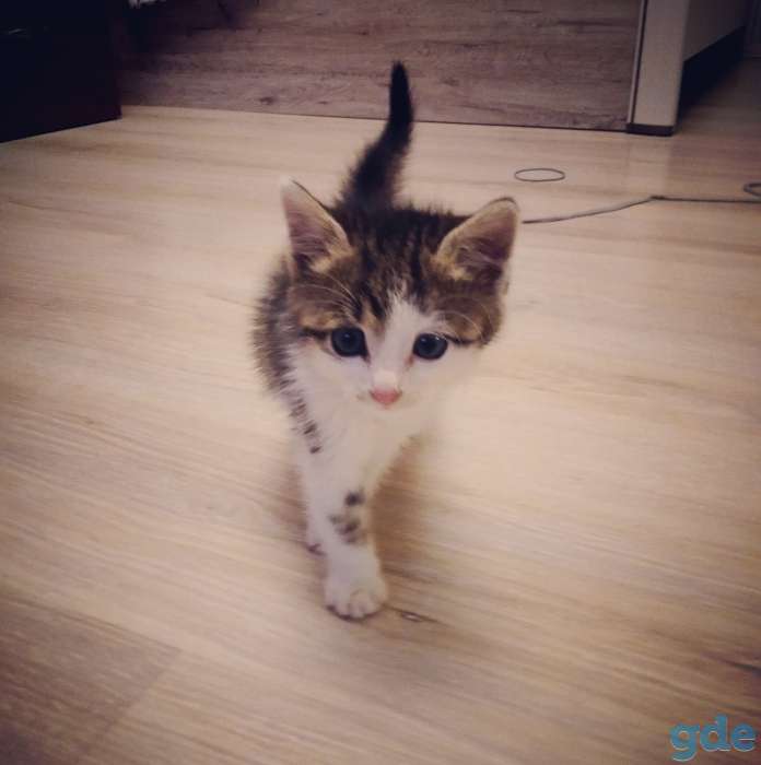 Котенок даром, фотография 4