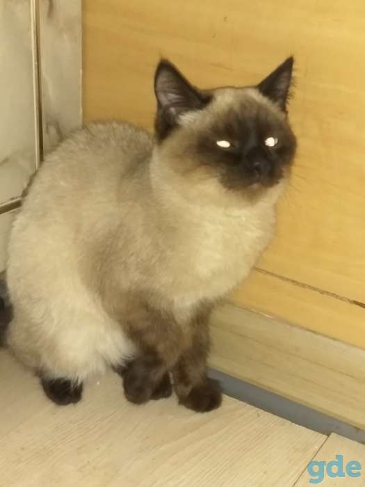 Шотландские котята, фотография 4