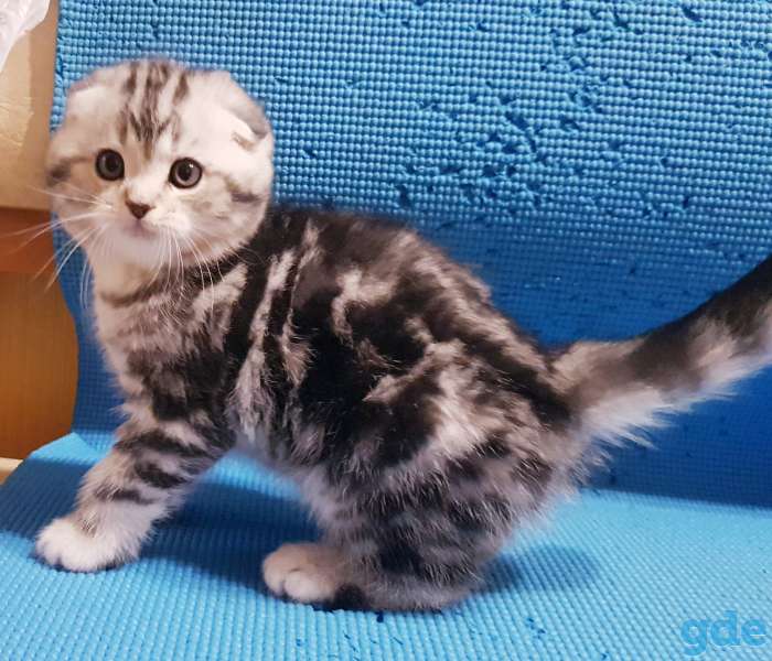 Вислоухие шотландские котята., фотография 6