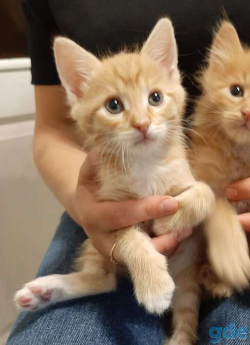 Котята бесплатно., фотография 7
