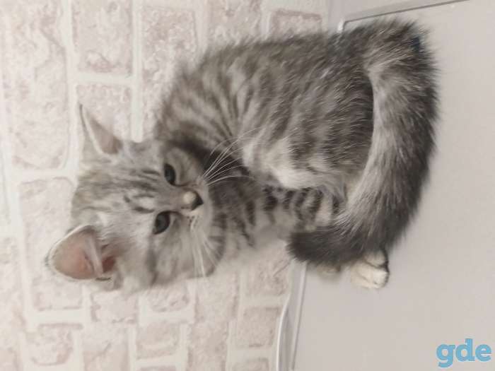 Продам котят, фотография 1