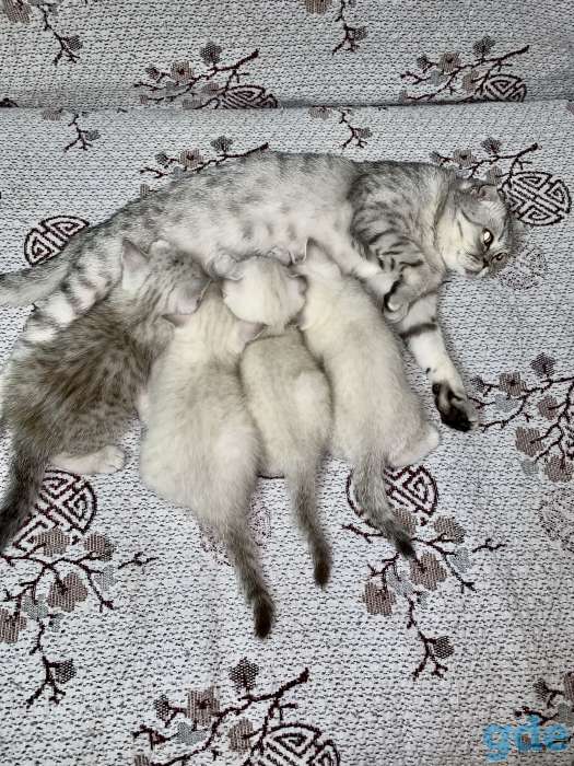 Чистокровные шотландские котята, фотография 1