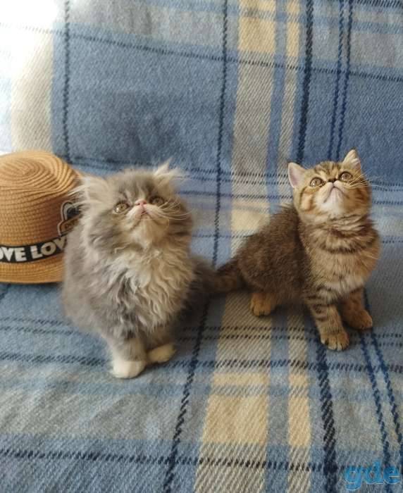 Котята экзоты, фотография 1