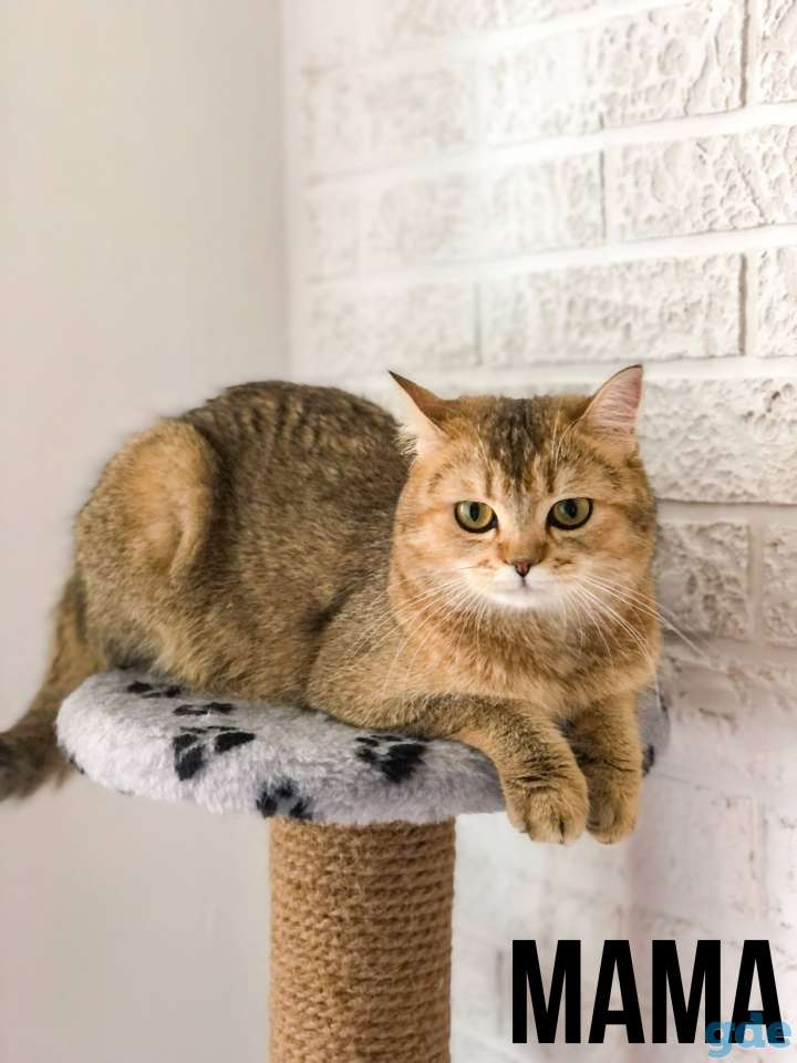 Шотландские котята, фотография 7