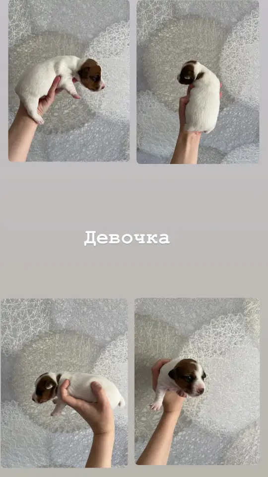 Щенки Джек Рассел терьер, фотография 1