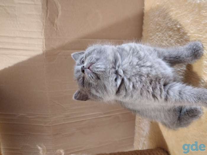 Шотландские котята, фотография 3