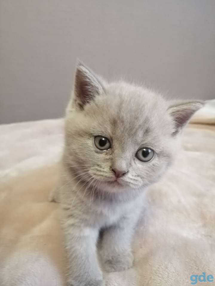 Котята Британские, фотография 3