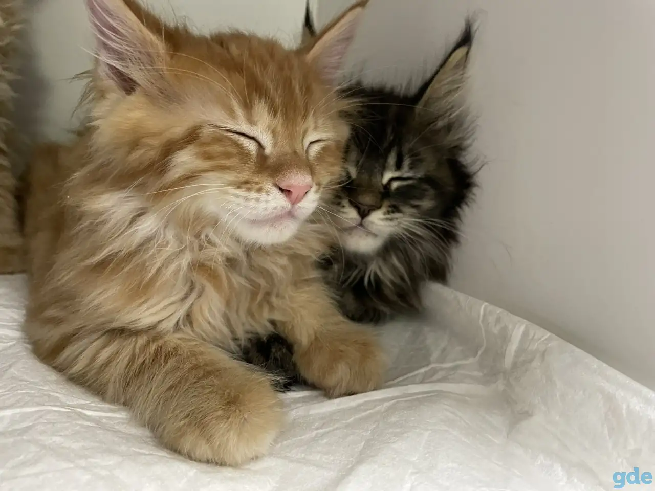 Котята мэйн-кун, фотография 1