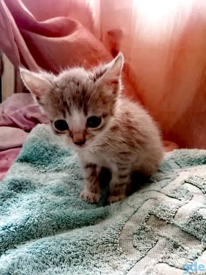 Котята, фотография 7
