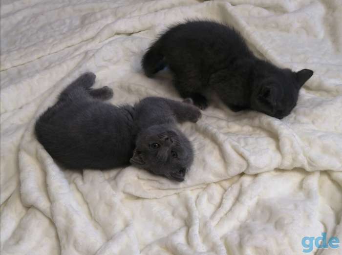 Шотландские котята, фотография 2