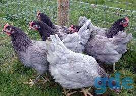 Куры несушки молодки, фотография 2