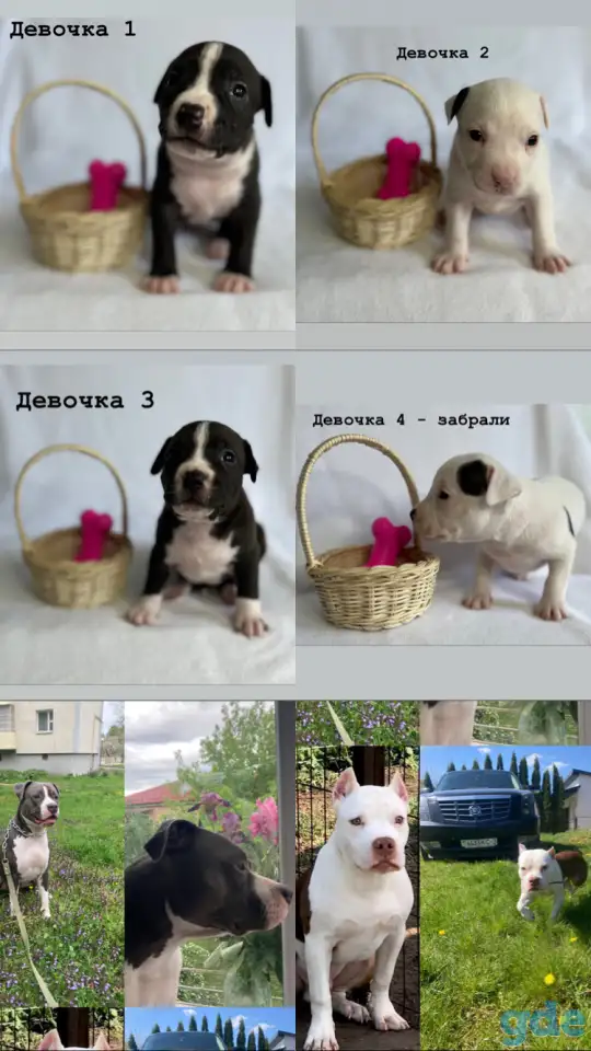 Продам щенков американского стаффордширского терьера, фотография 2