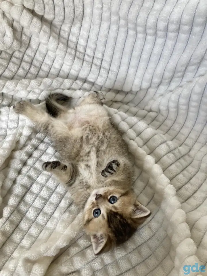 Шотландские котята голубая золотая шиншилла, фотография 7