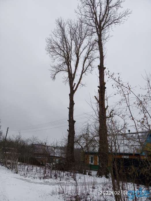 Валка аварийно-опасных деревьев., фотография 1